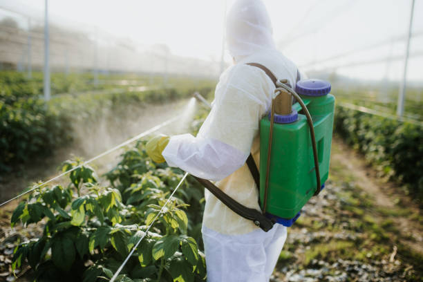 Best Local Pest Control Services  in Fairplay, GA